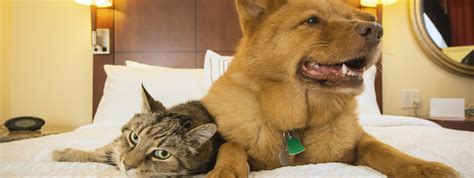 Motel 6 Pets Policy.